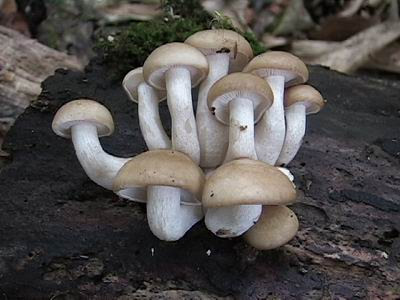 ひらたけ ヒラタケ ウスヒラタケ 山菜きのこ ちいくろ