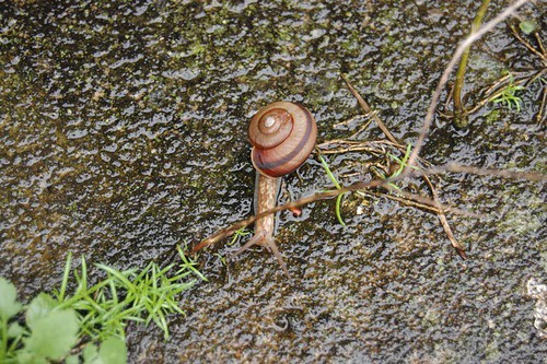 Snail
