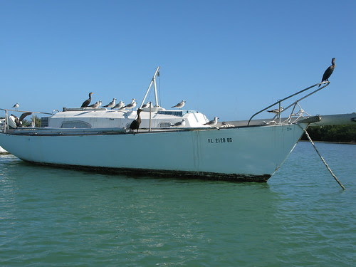 Bird Boat by you.
