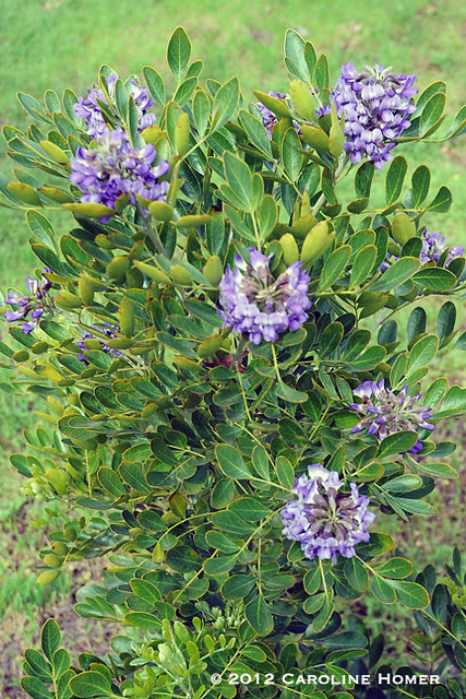 Baby Texas mountain laurel