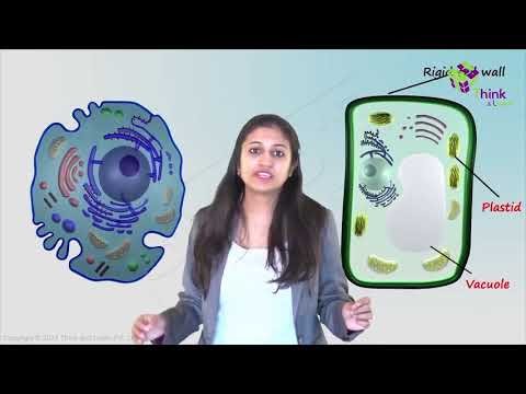 What Is The Importance Of Plant Cell Parts And Functions Explain - Analysis And Conclusion What Structures Organelles Chegg Com - Check spelling or type a new query.