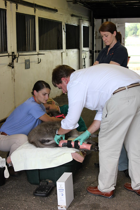 Emma’s caregivers change her bandage and adjust her prosthesis regularly as healing of the surgical site continues.