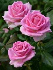 Istimewa Pretty Pink Flowers, Gambar Bunga