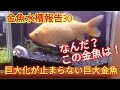 金魚 酸素 巨大化 342820-金魚 酸素 巨大化