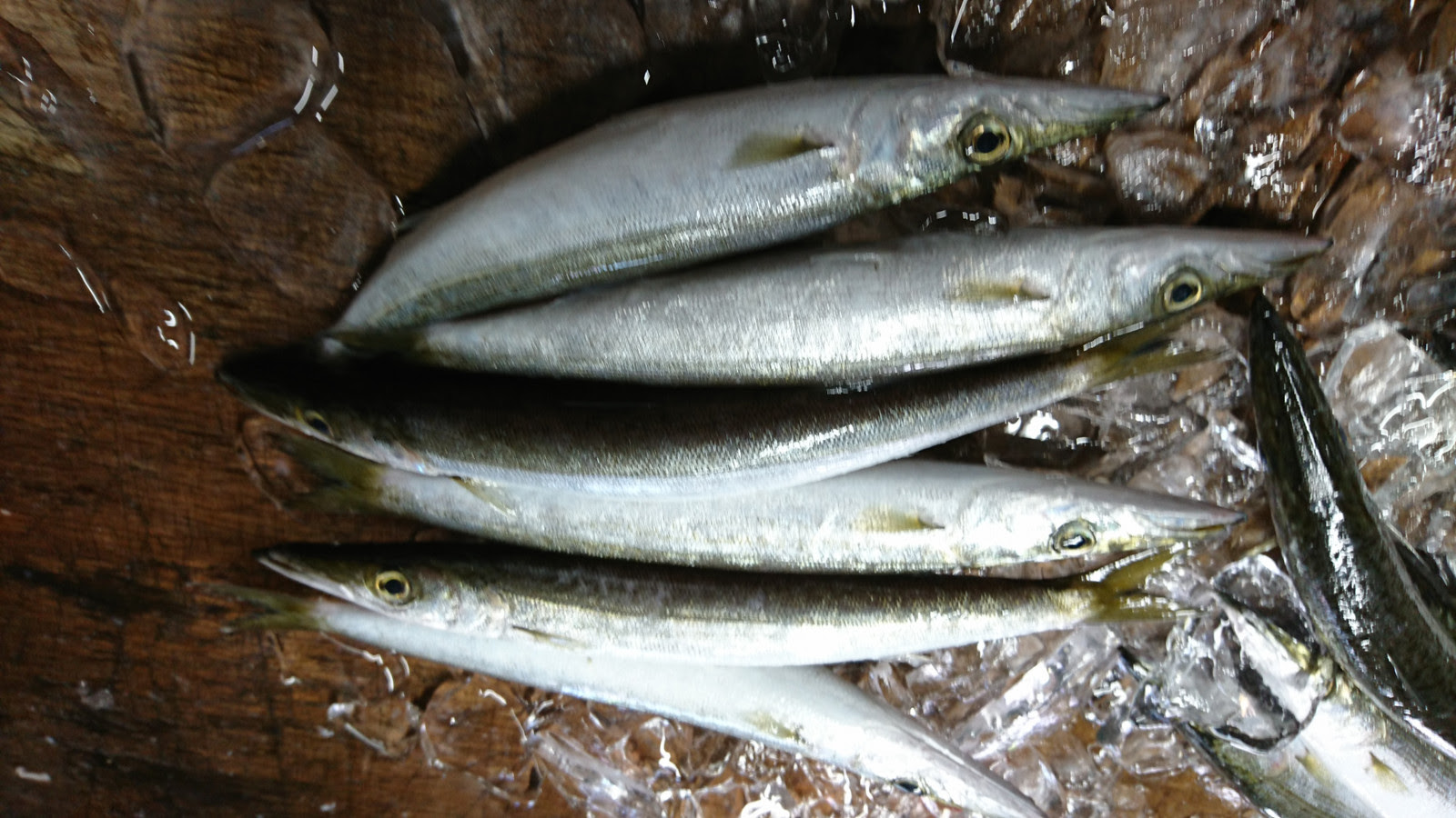 水カマス 魚食普及ネットワーク