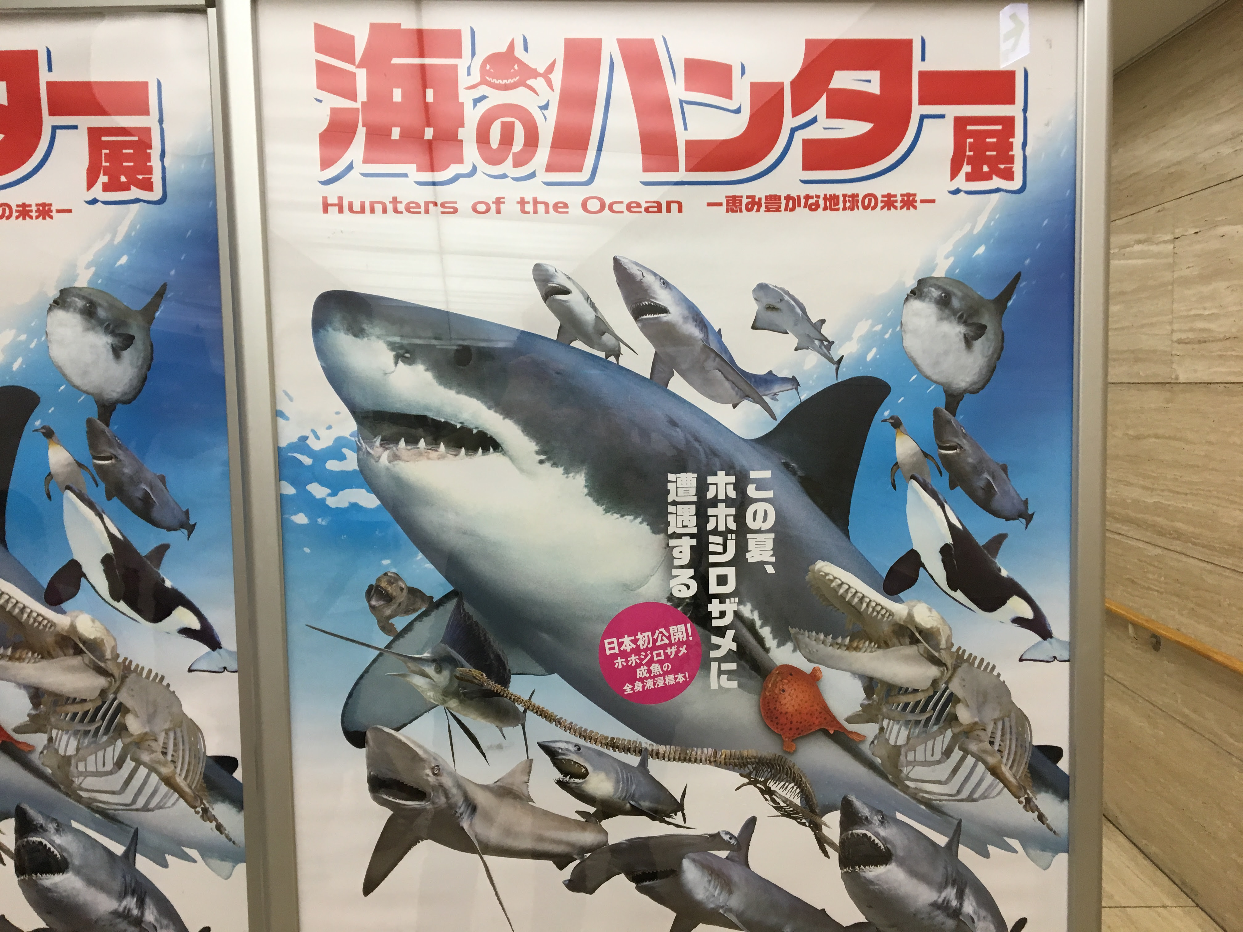 海のハンターサメ展16 上野 国立博物館 大宮の歯医者 鈴木歯科医院