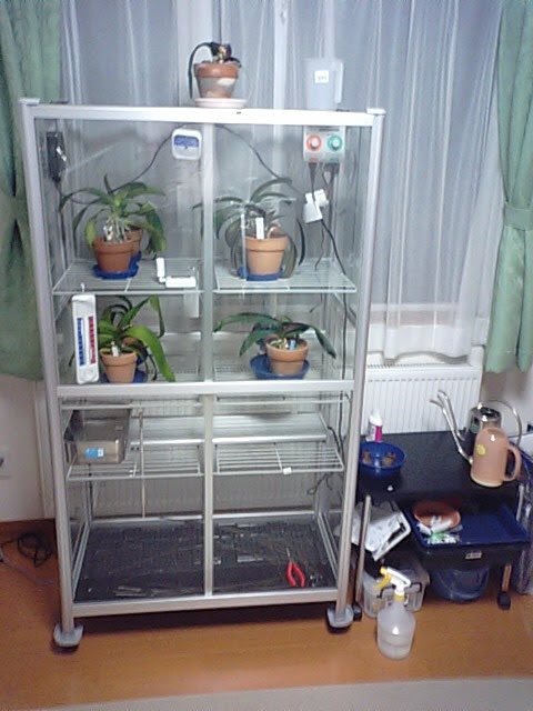 胡蝶蘭の育て方q A 胡蝶蘭の愛華園芸