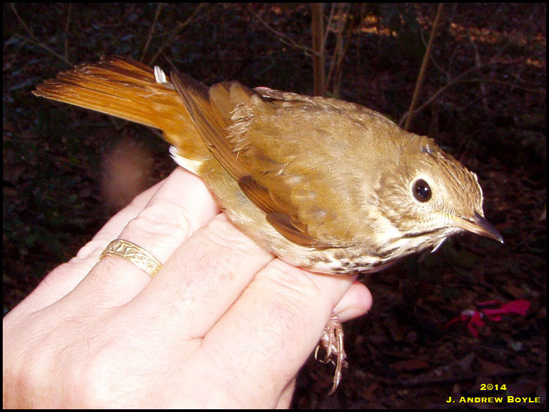 Hermit Thrush