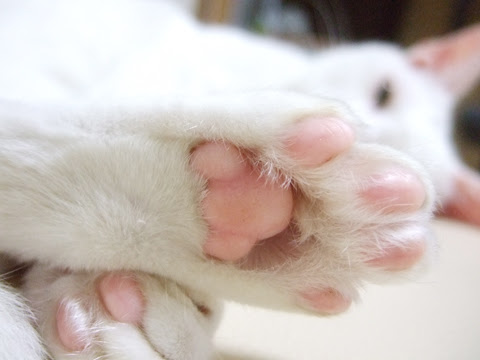 白猫マニアなアナタに Monotone