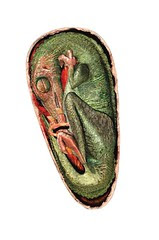 troodon egg