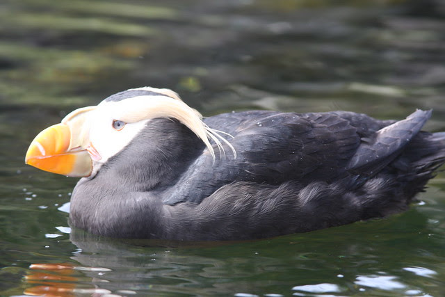 puffins, oregon coast aquarium