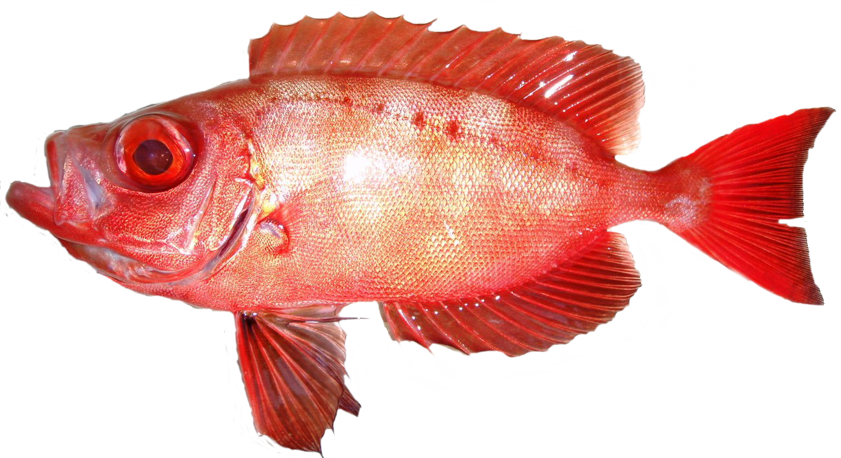 さかな図鑑 石垣島マリンタイムでシュノーケリングや釣りを楽しもう