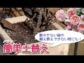 √画像をダウンロード バラ 初心者向け 鉢植え 508117-バラ 初心者向け 鉢植え