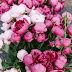 Fiori Simili Alle Rose Ma Senza Spine : Rose Senza Spine O Quasi Niente Rose Senza Spine - Hai bisogno di altro aiuto per trovare una risposta a sono simili alle rose?