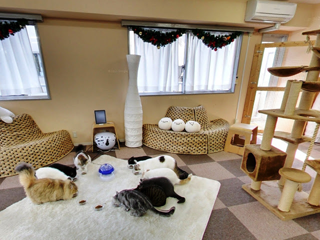 ねこカフェログ 東京都 ねこカフェ情報一覧