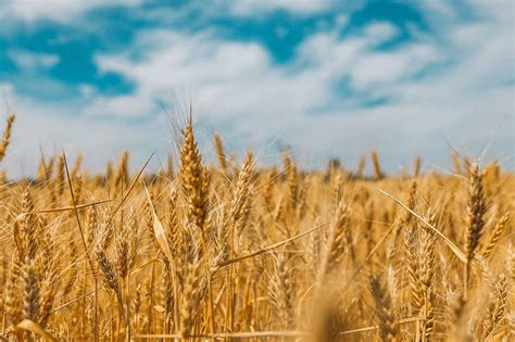 Learn tips for growing corn plants (dracaena deremensis), including how to care for them in pots and keep them properly watered and fed. The Fields Are White Unto Harvest | Renner Ministries