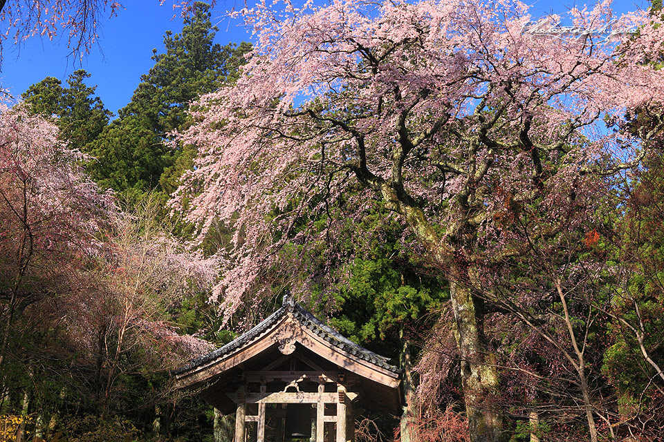 光前寺の桜紀行