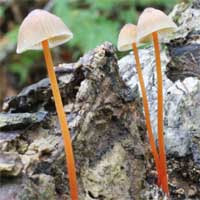キノコ写真一覧