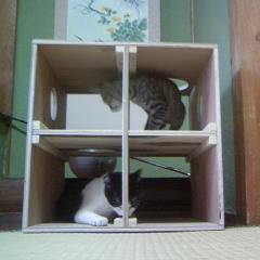 猫小屋の作り方 手作り犬小屋のカッサン建築工房