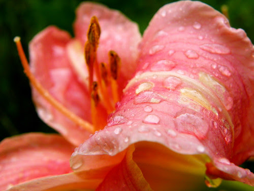 August Garden In The Rain