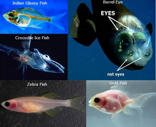 Transparent Animals Fishes