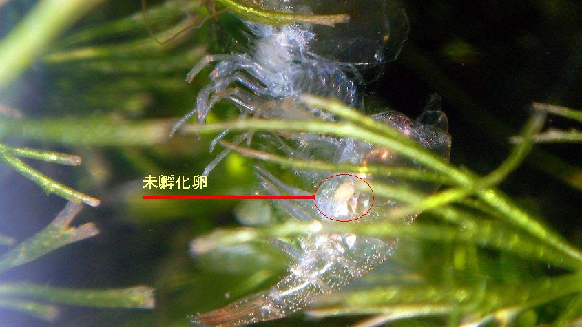 雑記 鴨 ミナミヌマエビ