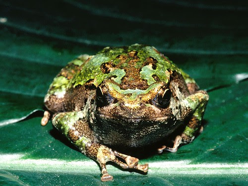 Animals, nature, Photography