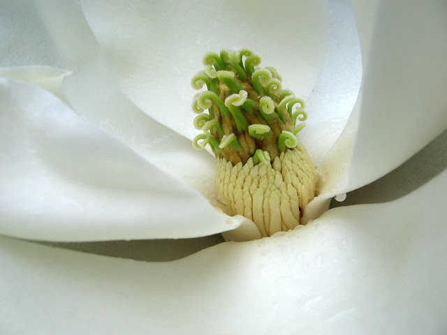 Flowers 8