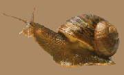 Le symbolisme des animaux L'escargot