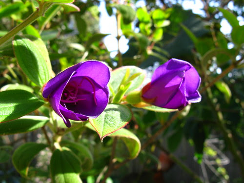 Tibouchina