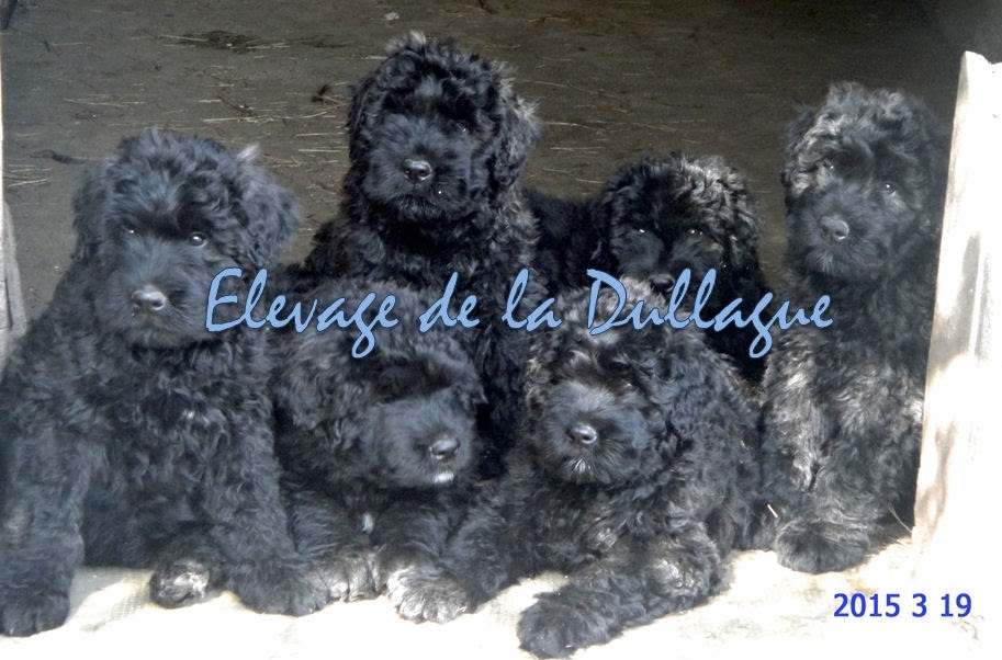 bouvier des flandres élevage Hérault (34) sur Animoz.net