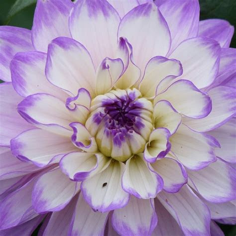 dahlia tubers blue  friends school plant sale