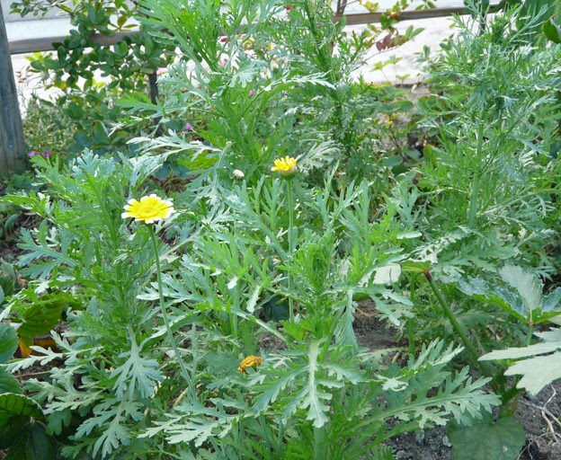 春菊の花 照片共享页面 撮影蔵