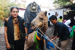 One camel does not make fun of another camel's hump. Ghanaian Proverb ( - ) by firoze shakir photographerno1