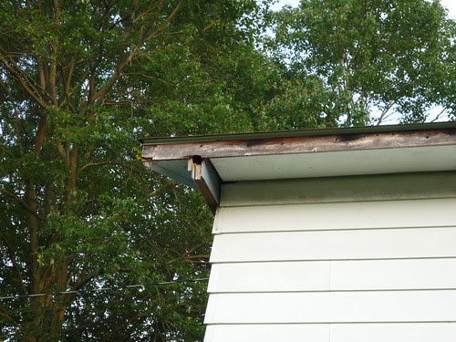 roof line