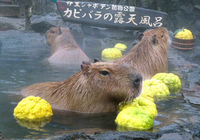 元祖カピバラの露天風呂 伊豆シャボテン動物公園の冬は大盛り上がり 静岡県 トラベルjp 旅行ガイド