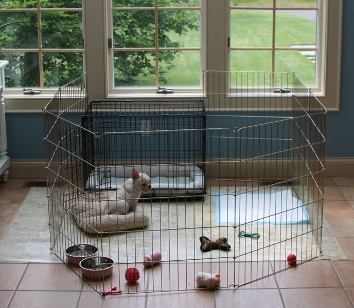 Crate Training your Puppy - French Bulldogs Crate Training