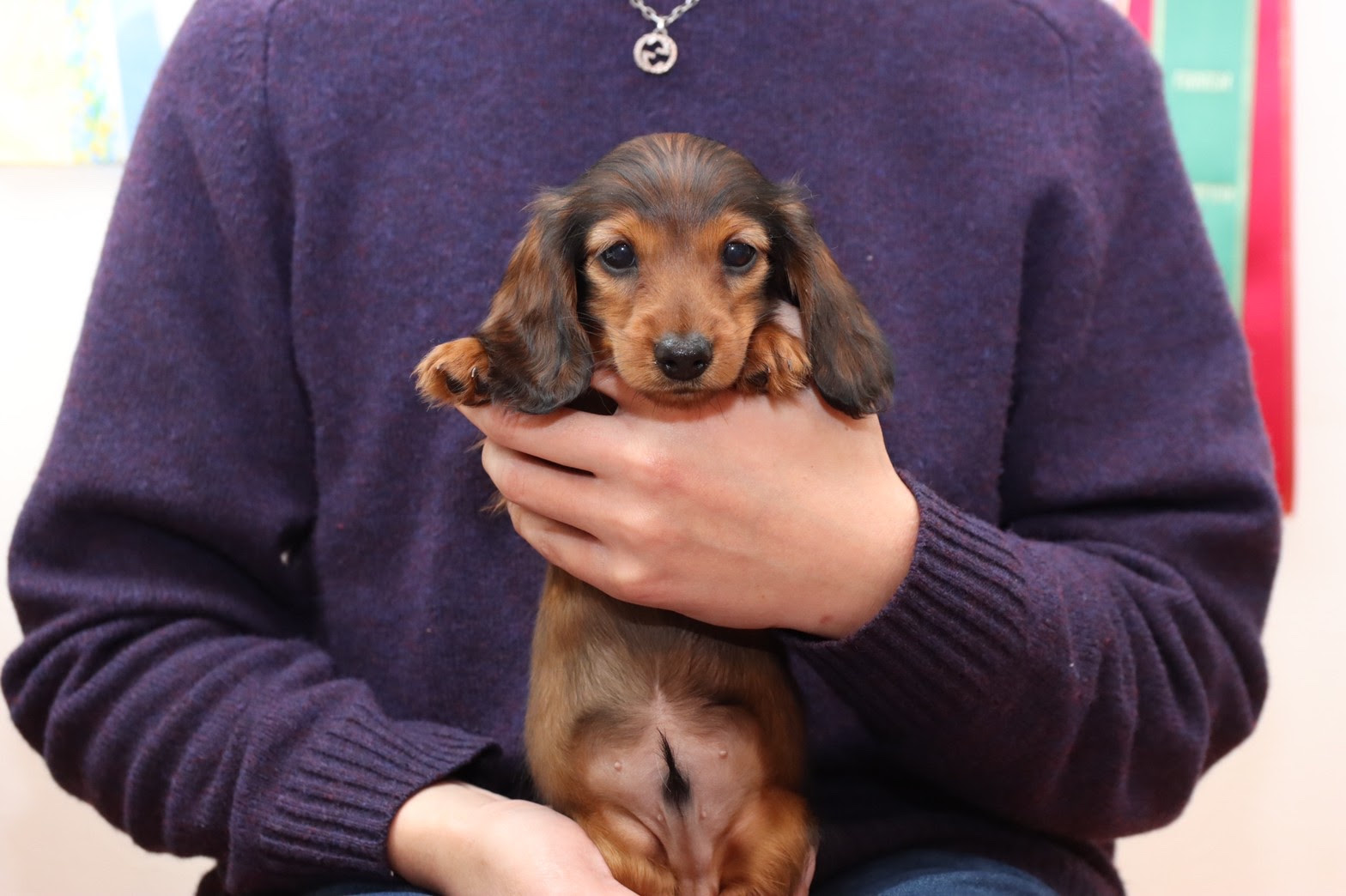 世界no 1ブリーダー厳選のミニチュアダックス カニンヘンダックス出産情報