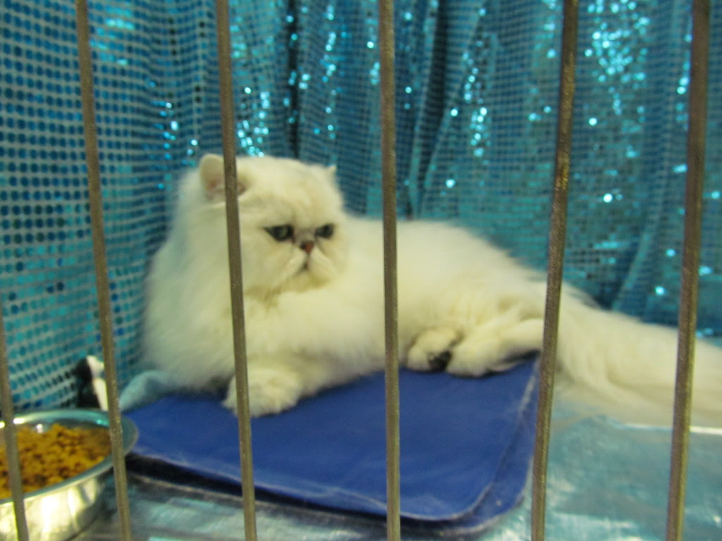 CatShow9