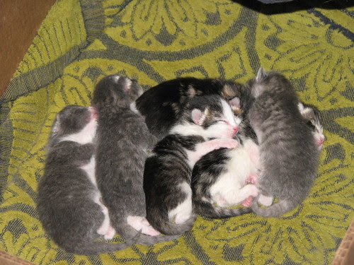 kittens 4-21-10 - 1 day old 001