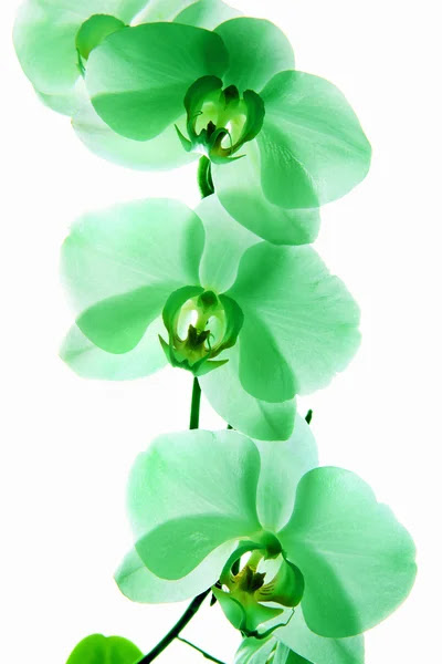 Photos différentes sortes d'orchidées