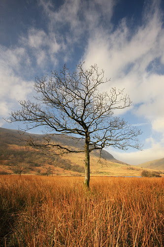 Another Tree ...... by jon9600