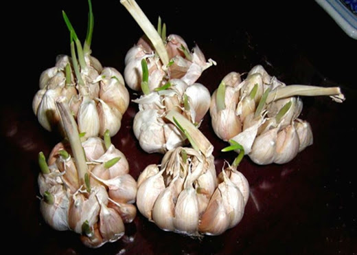 “Than duoc” toi moc mam – khac tinh cua benh ung thu