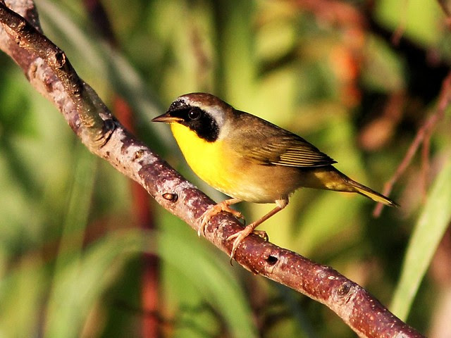 Common Yellowthroat male 20131009