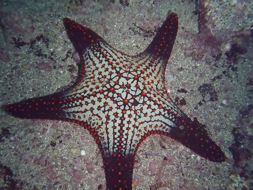 dark-tipped arms