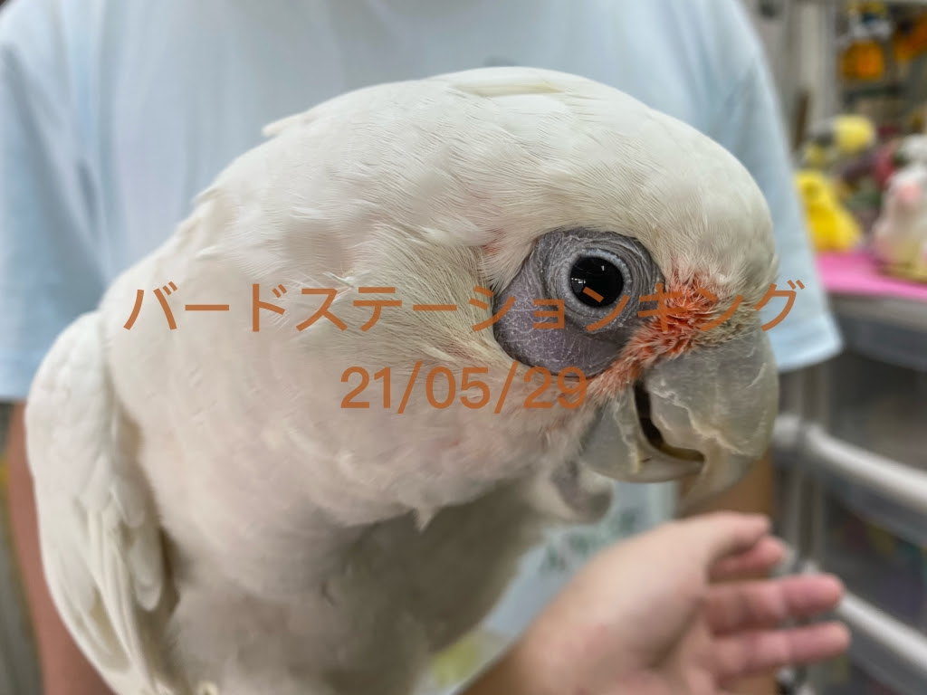 アカビタイムジオウムの入荷販売情報 バードステーションキング バードステーションキング