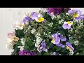 [無料ダウンロード！ √] ビオラ ハンギング 作り方 167309-ビオラ ハンギング 作り方