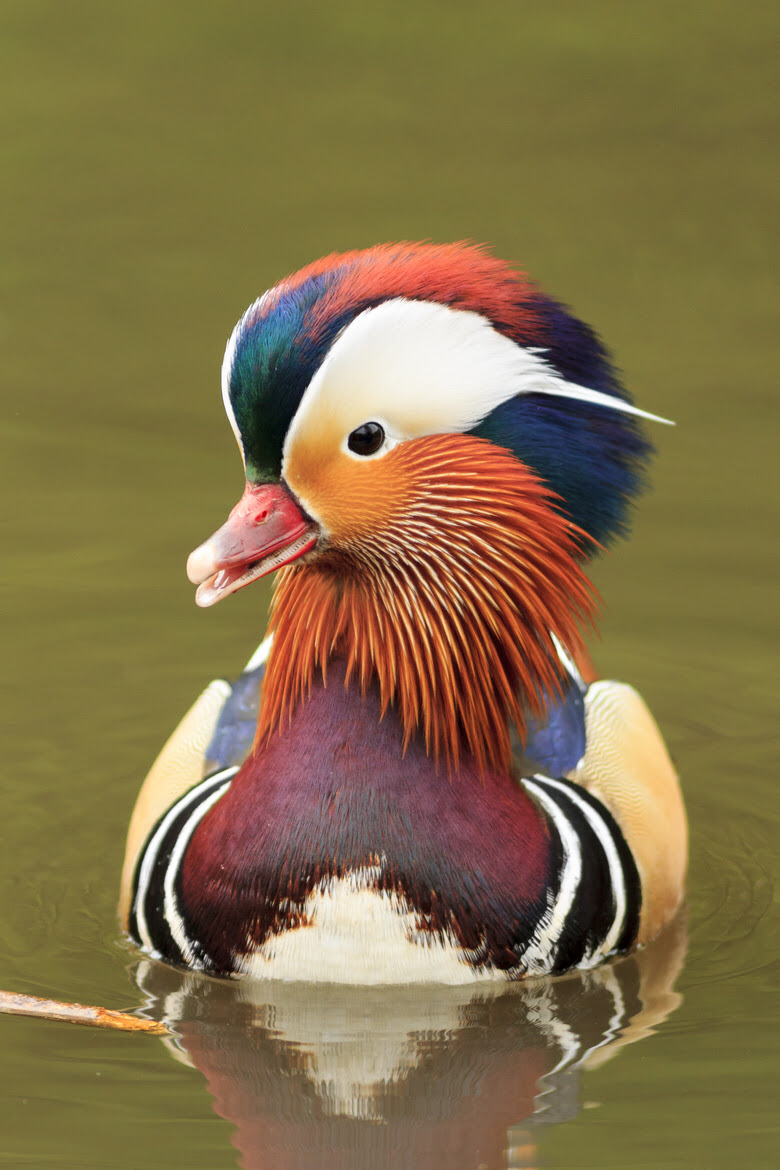 Mandarin Duck, would you shoot it? | TigerDroppings.com