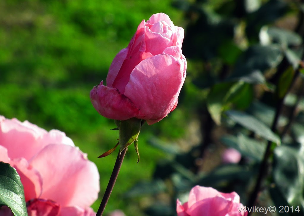 Rose Flowers  