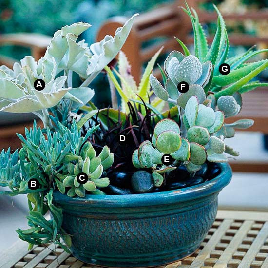 Bowl of grass and succulents